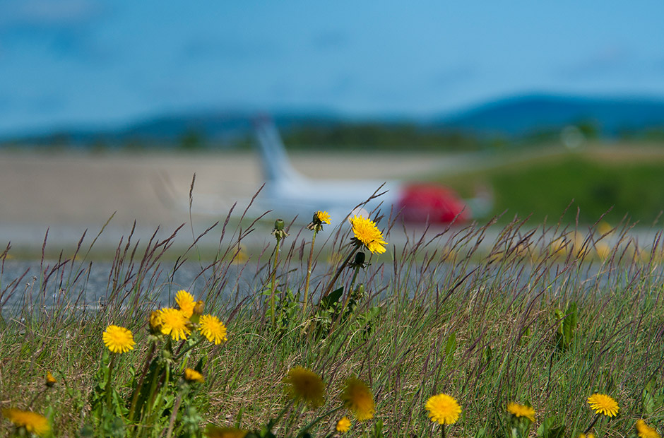 Un avion de Norwegian vu depuis un champ de fleurs