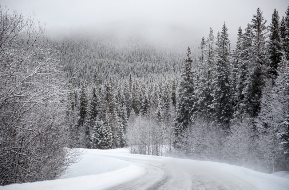 Route enneigée avec des arbres des deux côtés